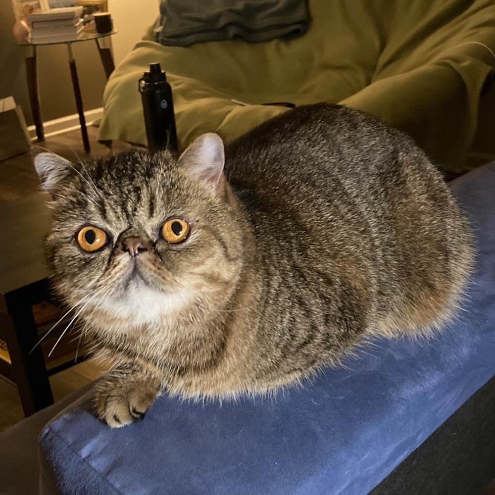 Meet your Posher, Farah